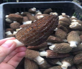 羊肚菌种植技术揭秘：如何培育出高品质的“菌中珍品”