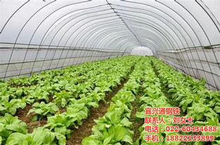 大棚蔬菜种植技术网站：揭秘高效农业的秘密武器