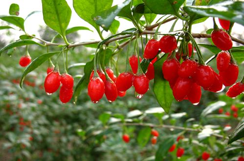 枸杞子种植技术升级：揭秘高效益的“红宝石”栽培秘诀