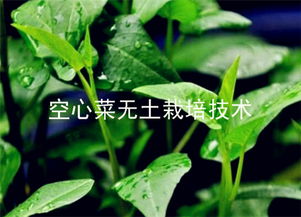 揭秘绿色奇迹——空心菜无土种植技术引领农业新风尚