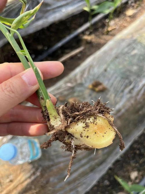 大姜种植技术揭秘：如何提高产量与品质？