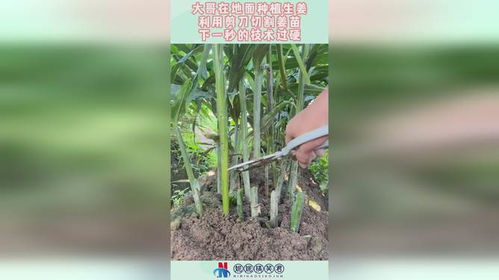 《生姜种植全攻略：从播种到收获，专家带你走进生姜王国》
