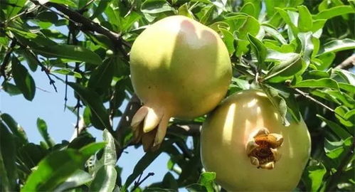 石榴种植技术全集：揭秘提高产量的五大关键步骤