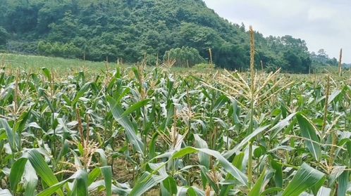 玉米种植技术视频：解锁丰收密码，揭秘高效种植秘诀！