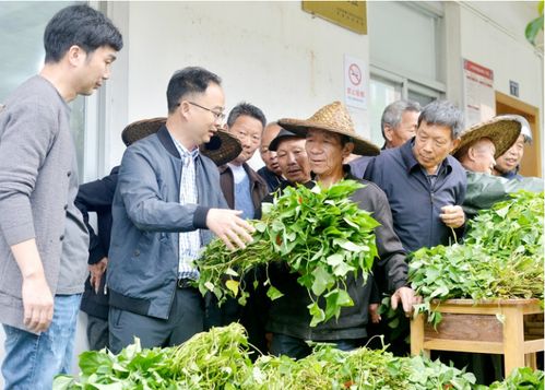 黑甘蔗种植技术解析：揭秘高效益的秘密武器