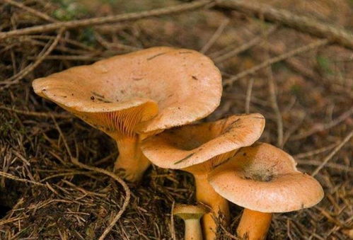 《松乳菇种植全攻略：揭秘高效益的栽培奥秘》