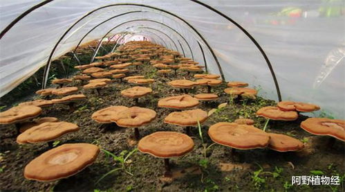 揭秘灵芝种植：技术革新引领健康产业新潮流