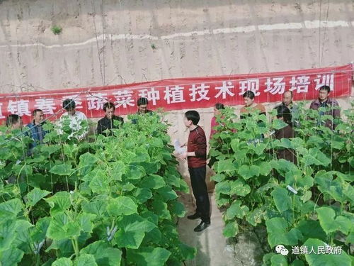 蔬菜种植技术培训成效显著，揭秘高效种植新趋势