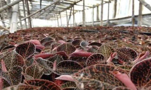 《金线莲种植攻略：揭秘高效管理之道，助力产业升级》