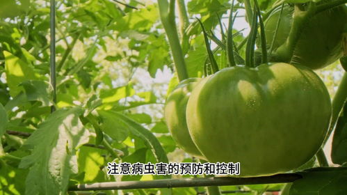 甜瓜种植攻略：揭秘高效种植技术，助力丰收季