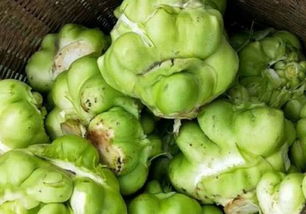 揭秘襄阳大头菜种植秘籍：如何培育出绿色健康的优质蔬菜？
