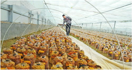 【桑黄种植攻略】揭秘高效桑黄种植技术，开启致富新篇章