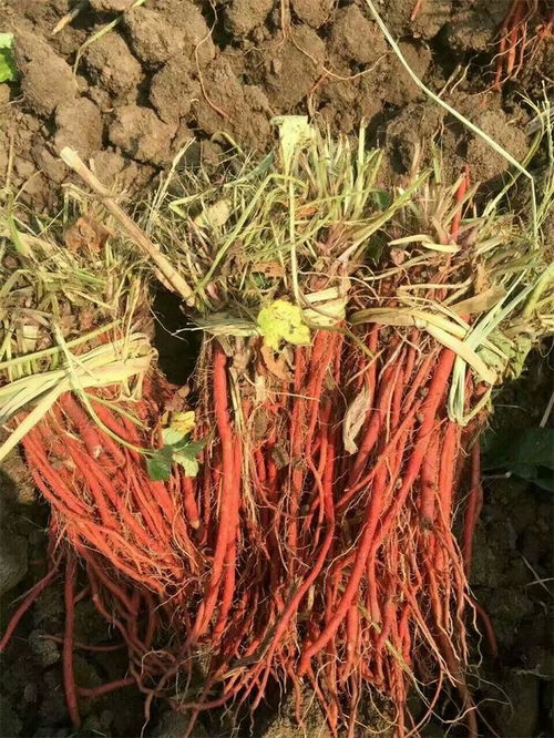 丹参种植技术揭秘：如何打造高效益的药材田？