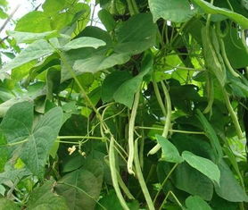 《露地四季豆种植攻略：如何实现高产与高品质？》