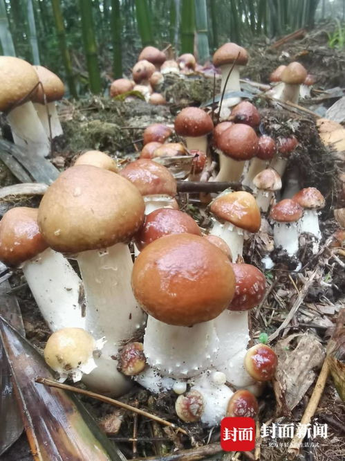 揭秘林下种植：食用菌产业的新星如何闪耀？