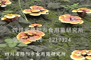 揭秘平菇菌种种植技术：如何培育出优质高产平菇？