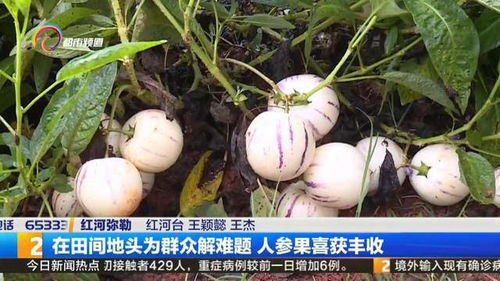 人参果种植技术大全：揭秘高效益的绿色农业新模式