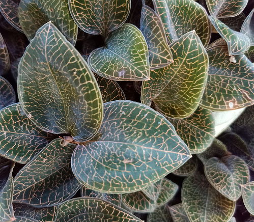 揭秘金线莲种植技术：让珍稀药材焕发新活力