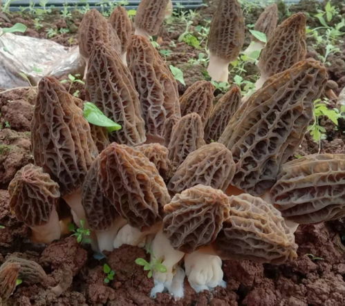 羊肚菌种植新革命：揭秘前沿技术，引领农业产业升级