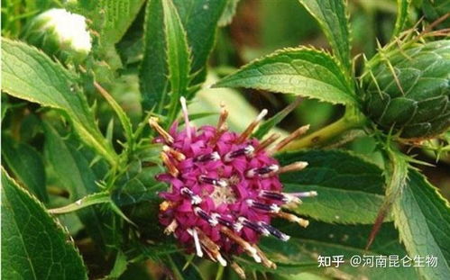 白术种植技术视频大全：揭秘高效种植之道，助您一跃成为种植高手！
