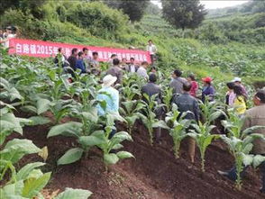 白豌豆种植技术揭秘：如何提高产量与品质？