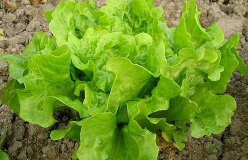 探索生菜种植奥秘：全套视频教你轻松掌握种植技巧