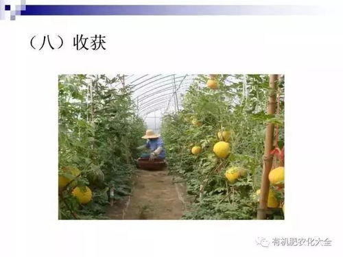 西瓜种植技术揭秘：如何实现高产高效？