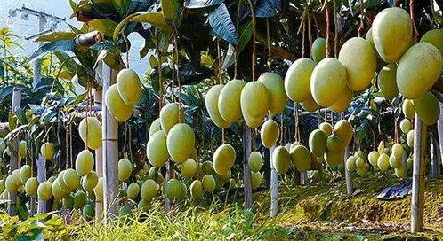 揭秘盆栽芒果种植秘籍：轻松在家享受热带风情