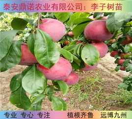 揭秘地梨子种植秘籍：高效技术助您丰收满满