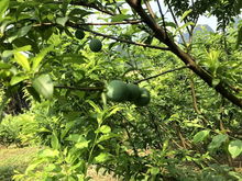 揭秘三华李种植技术全套攻略：如何打造高产优质果园？