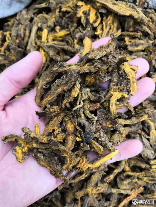 《揭秘鸡爪黄连：探索种植技术与市场前景》