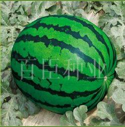 西瓜种植新篇章：揭秘高效种植技术培训攻略
