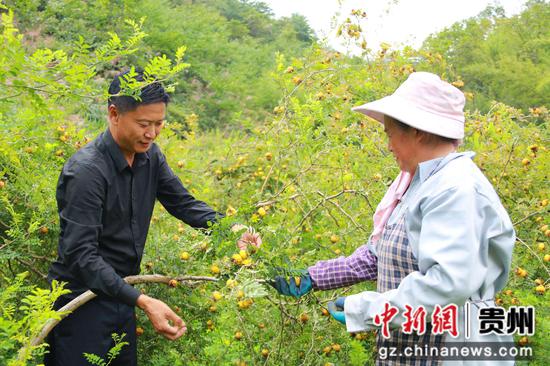 刺梨种植技术揭秘：如何培育出高品质的“维C之王”