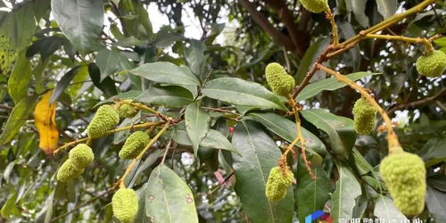 妃子笑种植技术揭秘：如何培育出香甜诱人的橙子佳品？