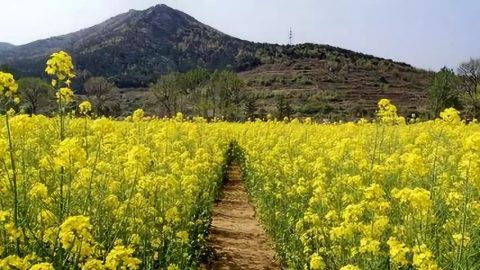 油菜种植攻略：揭秘高效施肥技术，助力丰收！