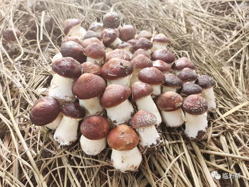 松茸种植技术揭秘：如何在这片森林中收获大自然的馈赠？