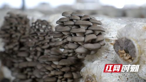 揭秘大棚蘑菇种植技术：高效益背后的秘密