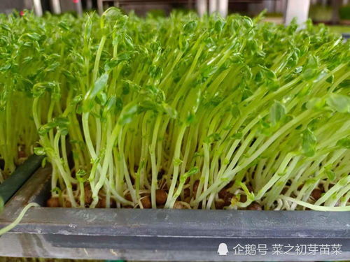 花椒芽苗菜种植技术揭秘：如何打造绿色高收益的田园新宠？