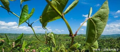 山药重茬种植难题破解：新技术助力产业升级