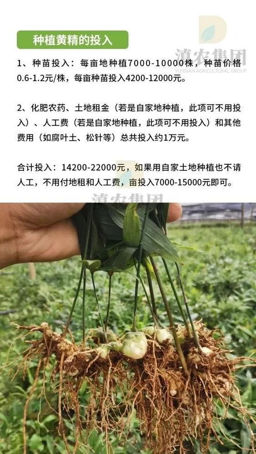 《神奇黄精：揭秘高效种植技术，开启养生新篇章》