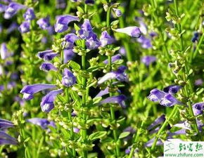 黄芩种植新篇章：技术升级，价格几何？