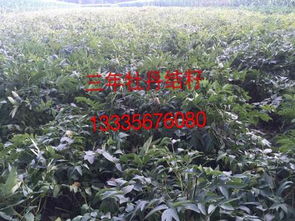 牡丹花苗种植管理：揭秘高效培育之道