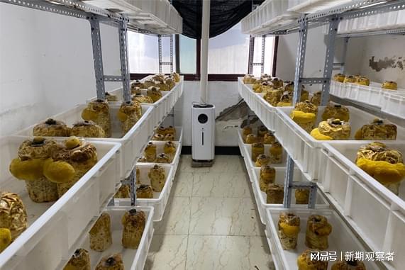 揭秘桑黄种植秘笈：跟随这位专家，轻松实现经济效益最大化！