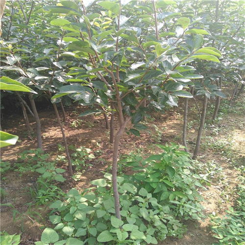 揭秘八角树苗种植之谜：如何培育高产八角树？