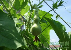 瓜果蔬菜种植新革命：揭秘高效种植技术