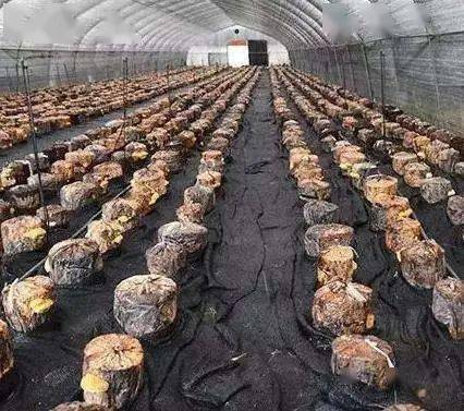 桑黄种植新篇章：揭秘菌类王国中的“黄金宝藏”
