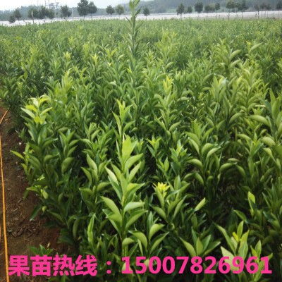 揭秘东方红桔种植秘诀：如何打造优质果品，抢占市场先机？
