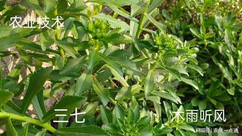 草药种植：揭秘自然疗法的绿色奥秘