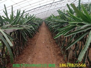 《大棚种植火龙果，揭秘高效益的秘密武器！》