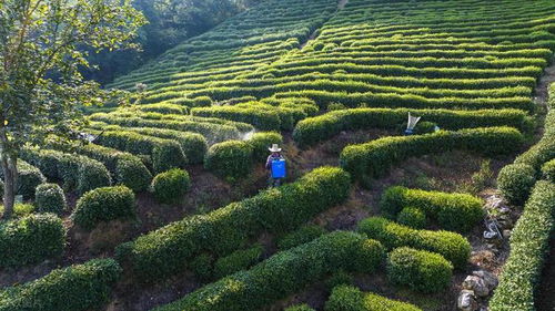 《茶叶种植，揭秘绿色黄金的成长之路——带你走进茶树栽培的世界》